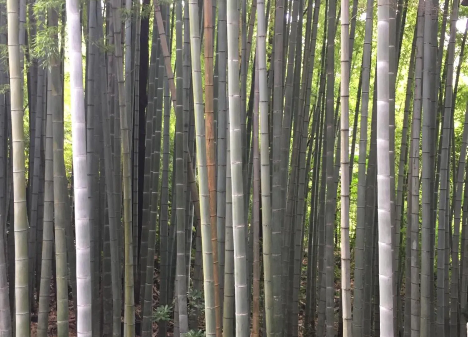 The Rareage Hakone-Yumoto By Mloc Apartment
